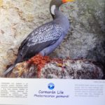 Galeria Sur Vivo
