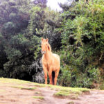 Parque Nacional Chiloé "Trekking Pirulil"
