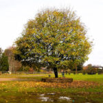 Desbravando as Américas