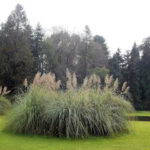 Desbravando as Américas