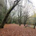 Jardín Botanico de la Universidad Austral