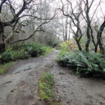 Desbravando as Américas