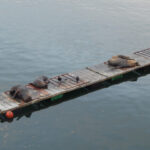 Desbravando as Américas