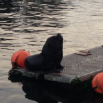 Desbravando as Américas