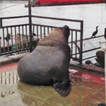 Desbravando as Américas