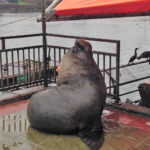 Desbravando as Américas