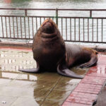 Desbravando as Américas