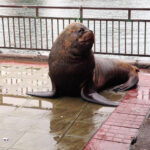 Desbravando as Américas