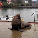 Desbravando as Américas