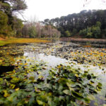 Desbravando as Américas